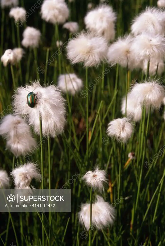 scheuchzer's cotton-grass eriophorum scheuchzeri with beetle, diochrysa fastuosa. bondione valley, central alps, italy.