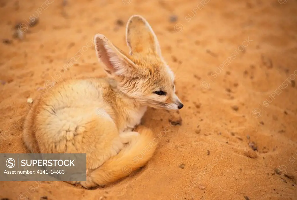 fennec or desert fox fennecus zerda hamadah of akakus, sahara desert, libya. 