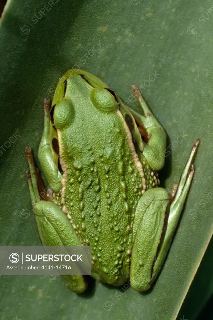 southern bell frog back detail litoria raniformis mainly terrestial, active during the day & night. taranaki, north island, nz.