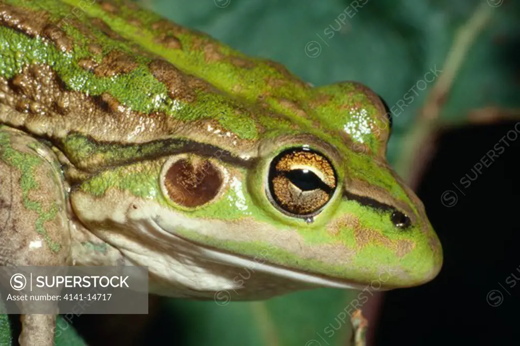 southern bell frog head detail litoria raniformis mainly terrestial, active during the day & night. taranaki, north island, nz.