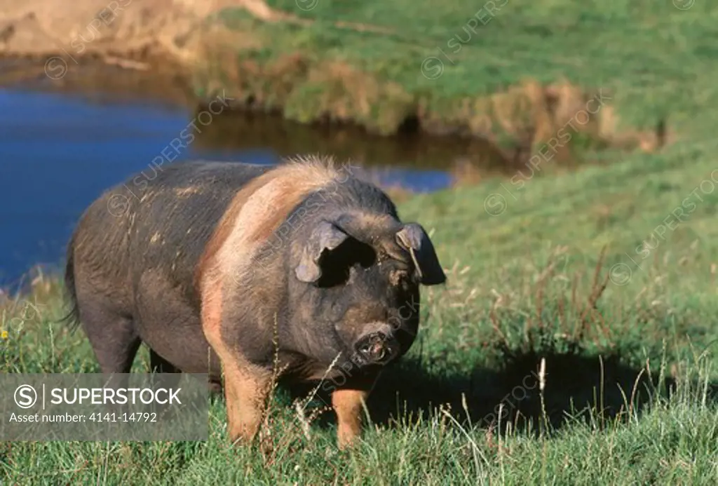 wessex saddleback boar free range, rare pig breed. taranaki, north island, new zealand.