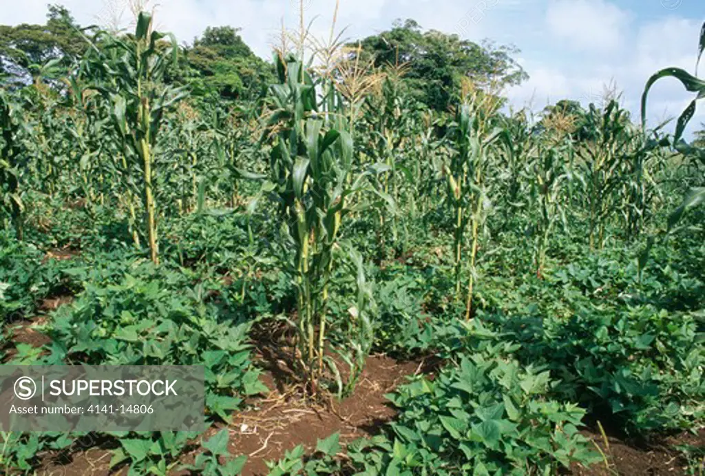 corn and kumala (sweet potato) crops. 'eua island, tonga.