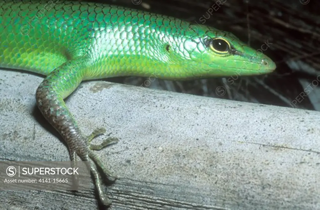 emerald tree skink lamprolepis smaragdina karkar island, madang province, papua new guinea. 