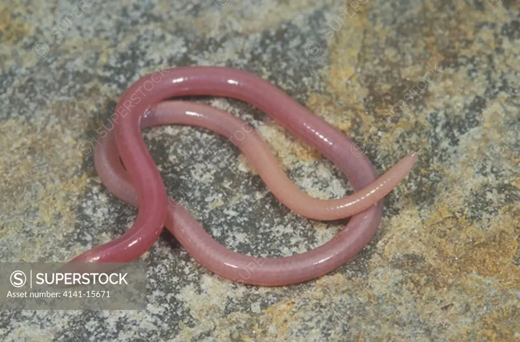 boulenger's blind legless skink typhlosaurus vermis geogap nature reserve, northern cape province, south africa. 