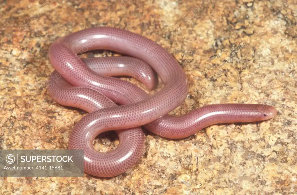 delalande's beaked blindsnake rhinotyphlops lalandei geogap nature reserve, northern cape province, s.africa. 