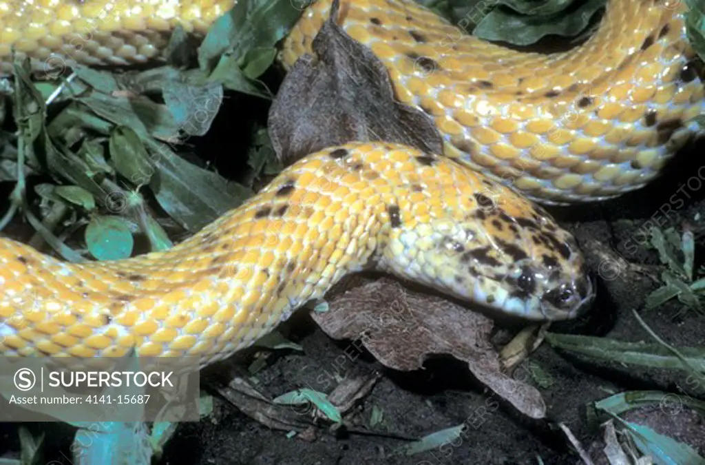 white-bellied mangrove snake fordonia leucobalia papua new guinea. 