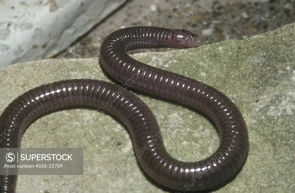 aegean worm-lizard blanus strauchi strauchi western turkey, aegean islands & cyprus alternative names: anatolian worm-lizard, cypriot worm-lizard