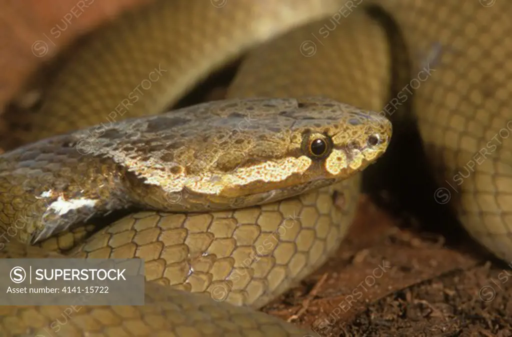 muller's crowned snake aspidomorphus muelleri papua new guinea and bismarck archipelago