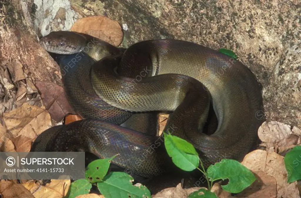 papuan olive python apodora papuana new guinea