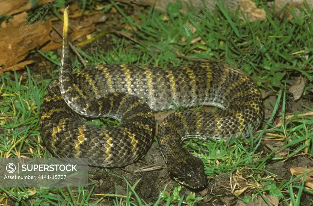 rough-scaled death adder acanthophis rugosus southwestern papua new guinea and southeastern west papua (indonesia)