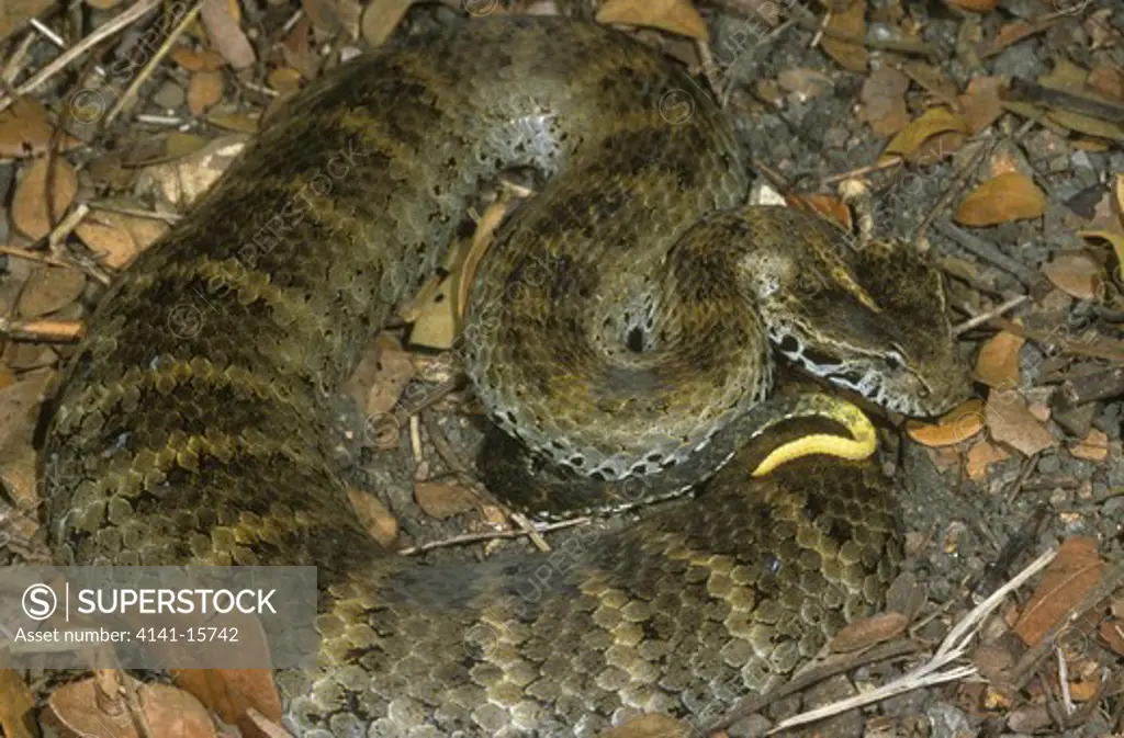 smooth-scaled death adder acanthophis laevis new guinea