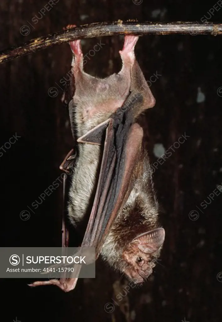 common vampire bat desmodus rotundus castro, parana, southern brazil 