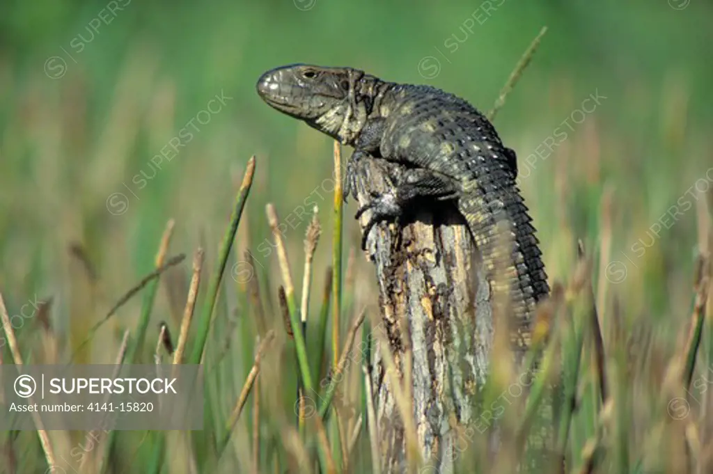 paraguay caiman lizard dracaena paraguayensis pantanal, mato grosso do sul, brazil.