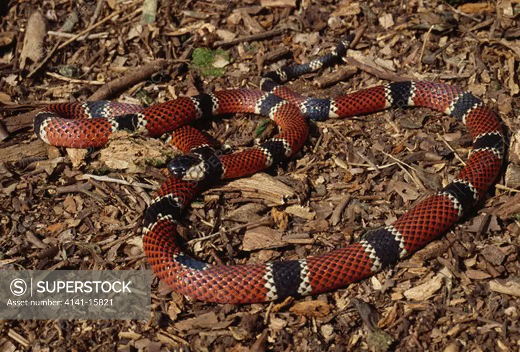 coral snake micrurus coralinus curitiba, parana, brazil