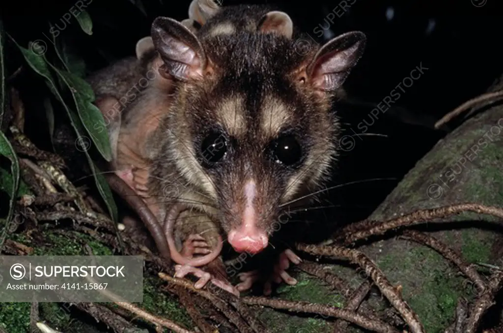 grey four-eyed opossum philander opossum female carrying young. atlantic forest, parana, brazil 