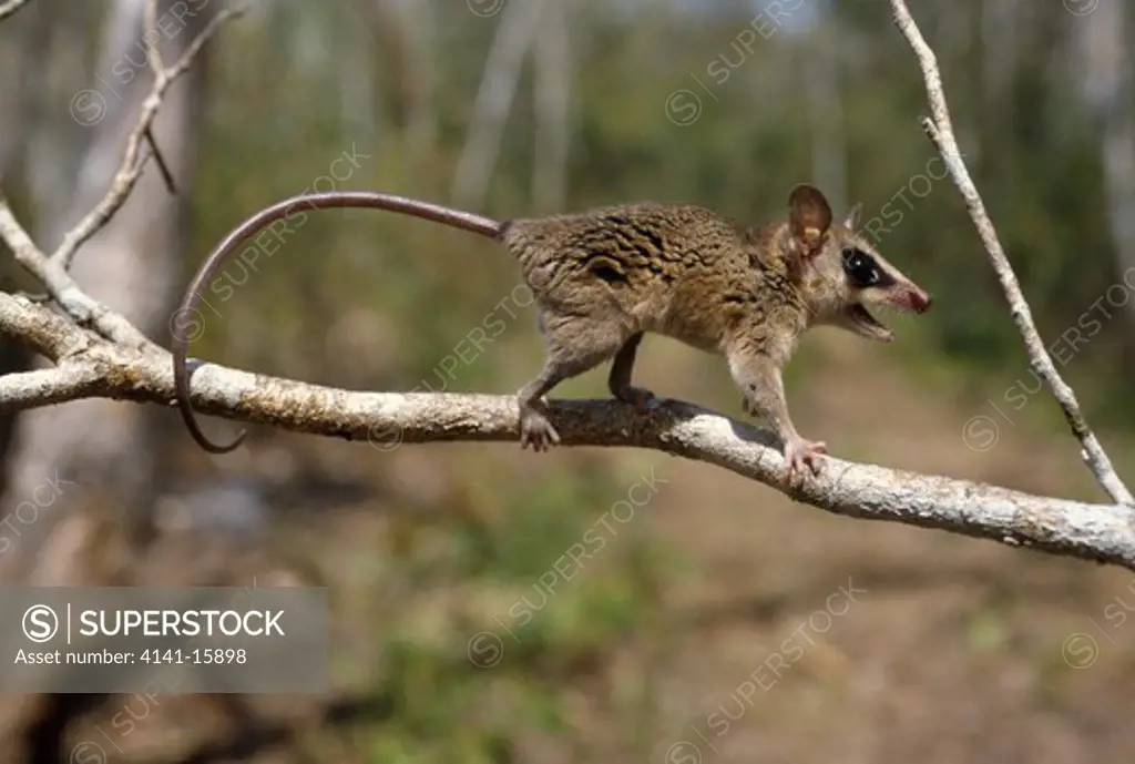 murine or common mouse opossum marmosa murina on branch of tree 