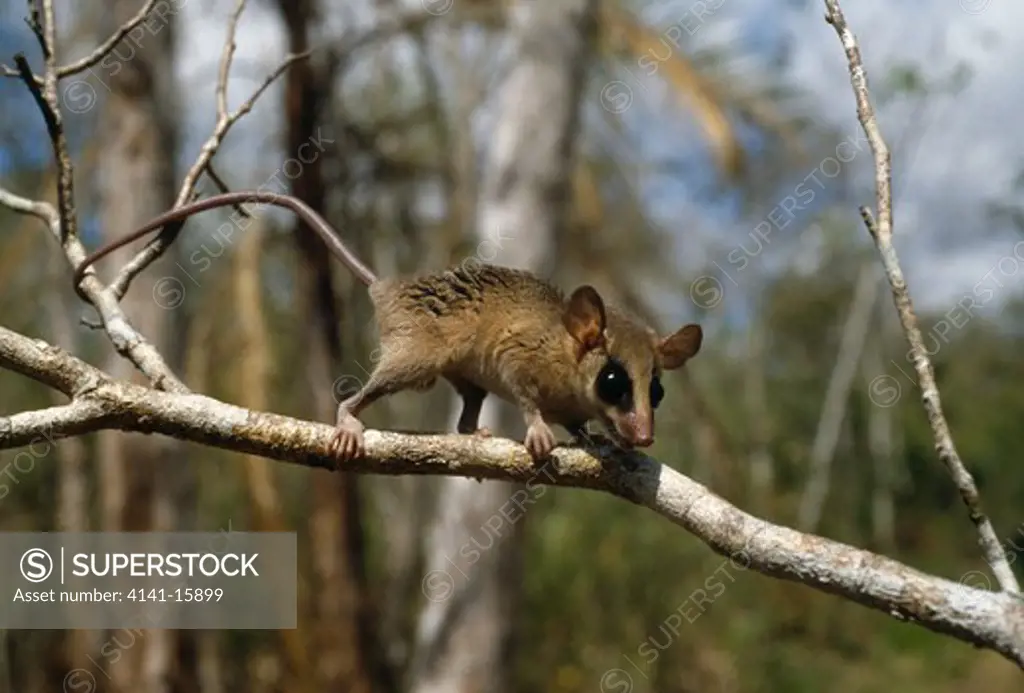 murine or common mouse opossum marmosa murina on branch of tree 