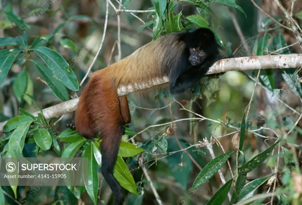 black-headed or black uakari cacajao melanocephalus lying on branch 