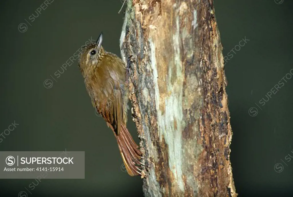 wedge-billed woodcreeper glyphorhynchus spirurus pau, bahia, eastern brazil july 