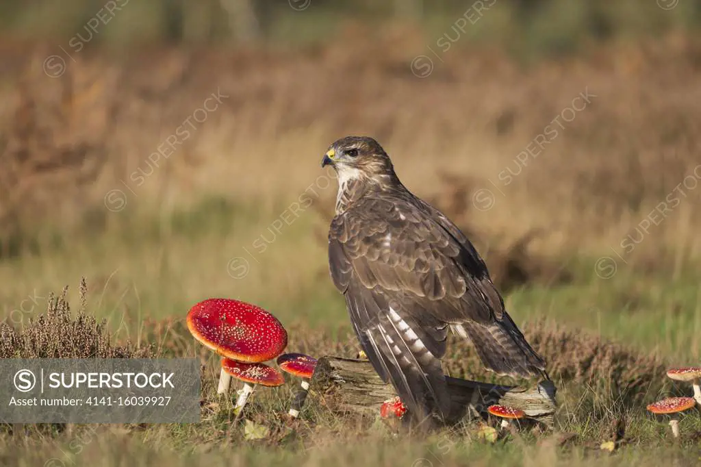 Common Buzzard (Buteo buteo) adult perched on log among Fly Agaric (Amanita muscaria) fungi, Suffolk, England, October, controlled subject