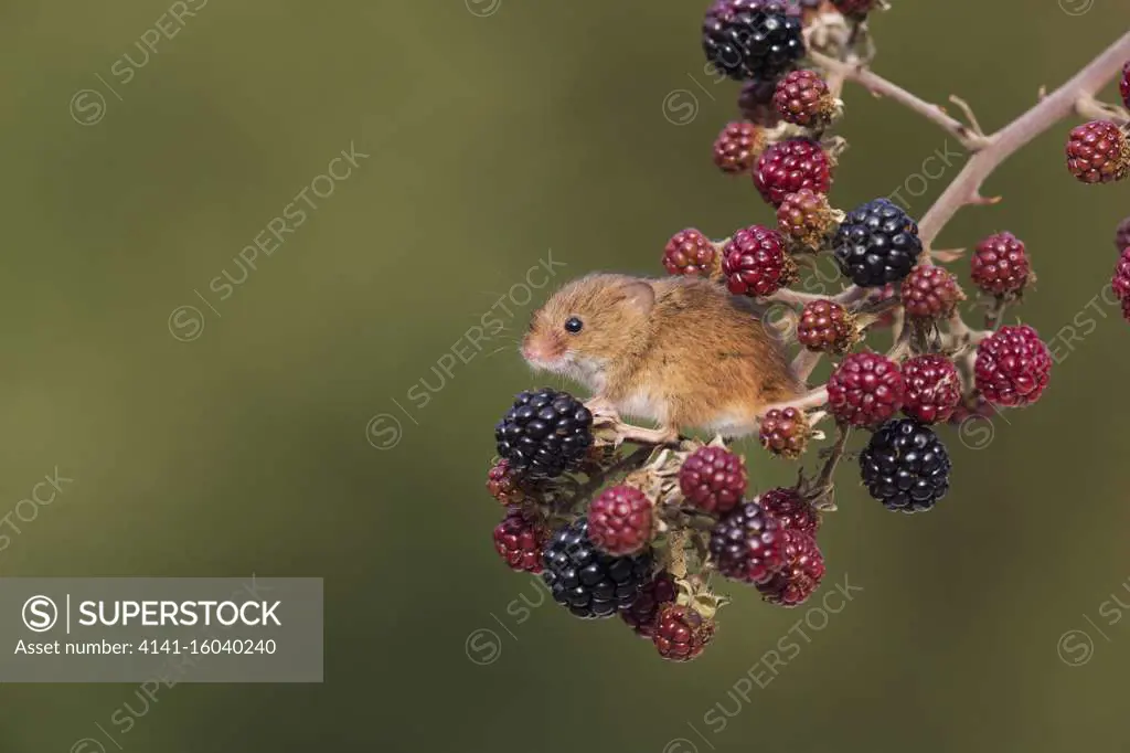 Harvest Mouse (Micromys minutus) adult standing on Bramble (Rubus fruticosus) twig with blackberries, Suffolk, England, UK, October, controlled subject