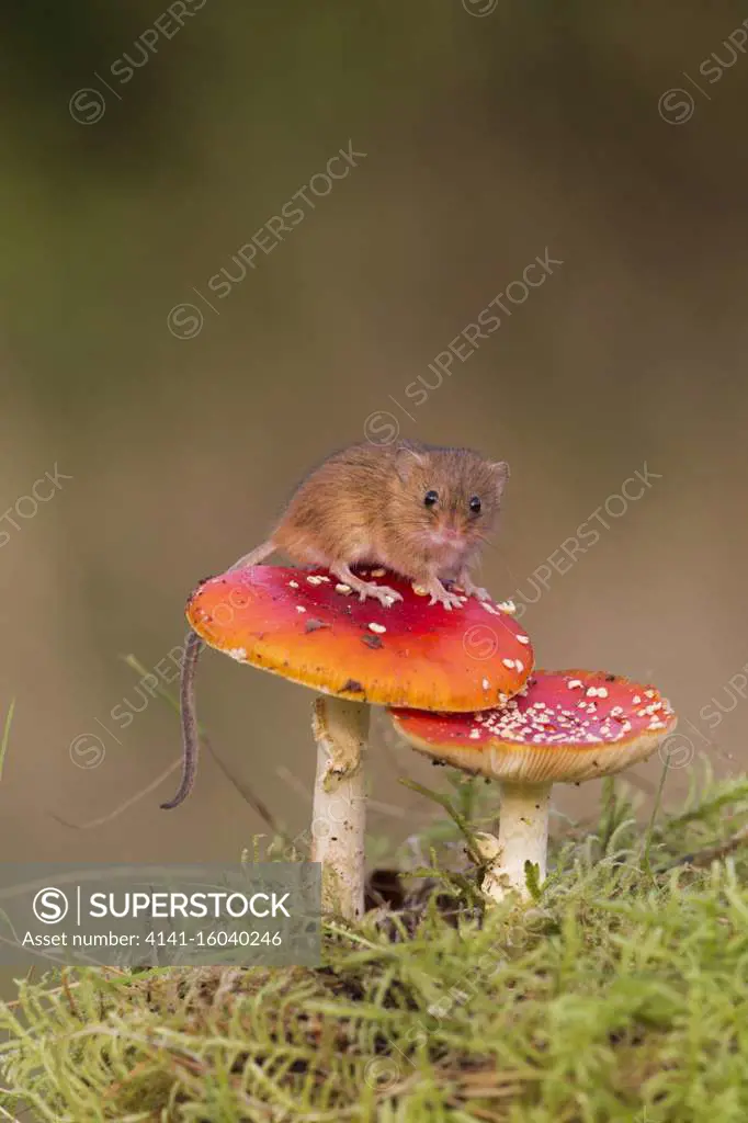 Harvest Mouse (Micromys minutus) adult standing on Fly Agaric (Amanita muscaria) fungus, Suffolk, England, October, controlled subject