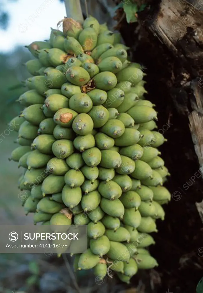 acuri palm close-up of fruits attalea phalerata pantanal, mato grosso, brazil