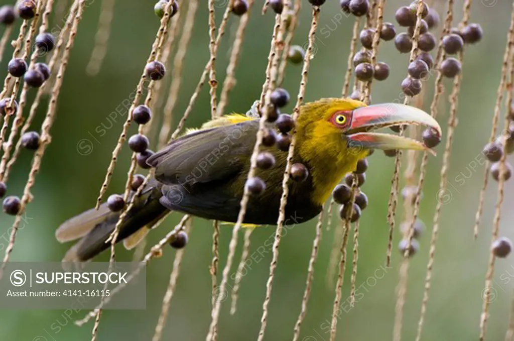 saffron toucanet baillonius bailloni eating a fruit of palm heart fruit (euterpe edulis) carlos botelho state park, brazil 