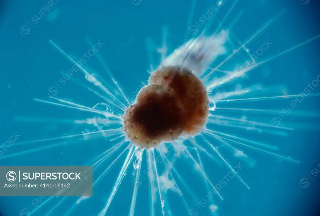 foraminiferan globigerina sp. displayed under microscope bermuda, north atlantic ocean 