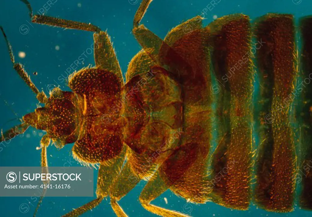 bedbug view under microscope showing head, mouthparts, legs & abdominal segementation 