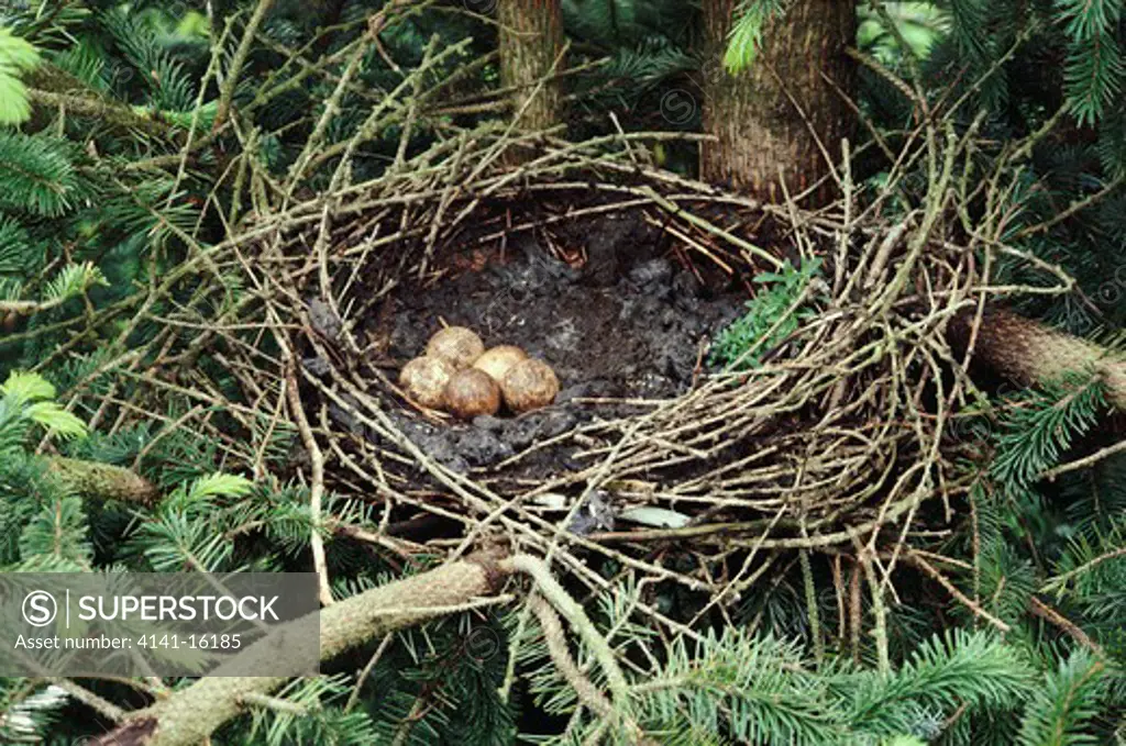 kestrel nest with five eggs kestrel is falco tinnunculus