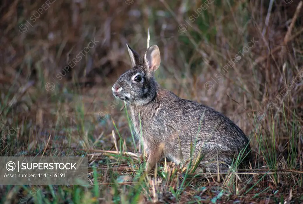 marsh rabbit sylvilagus palustris everglades n.p., florida, usa 