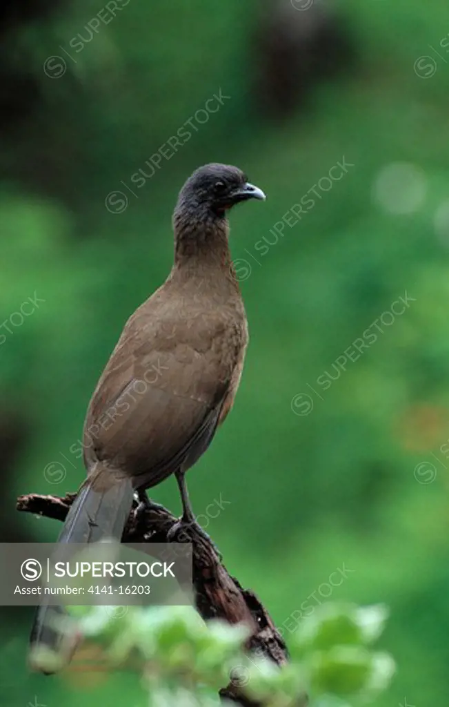 rufous-vented chachalaca ortalis ruficauda (tobago's national bird) 