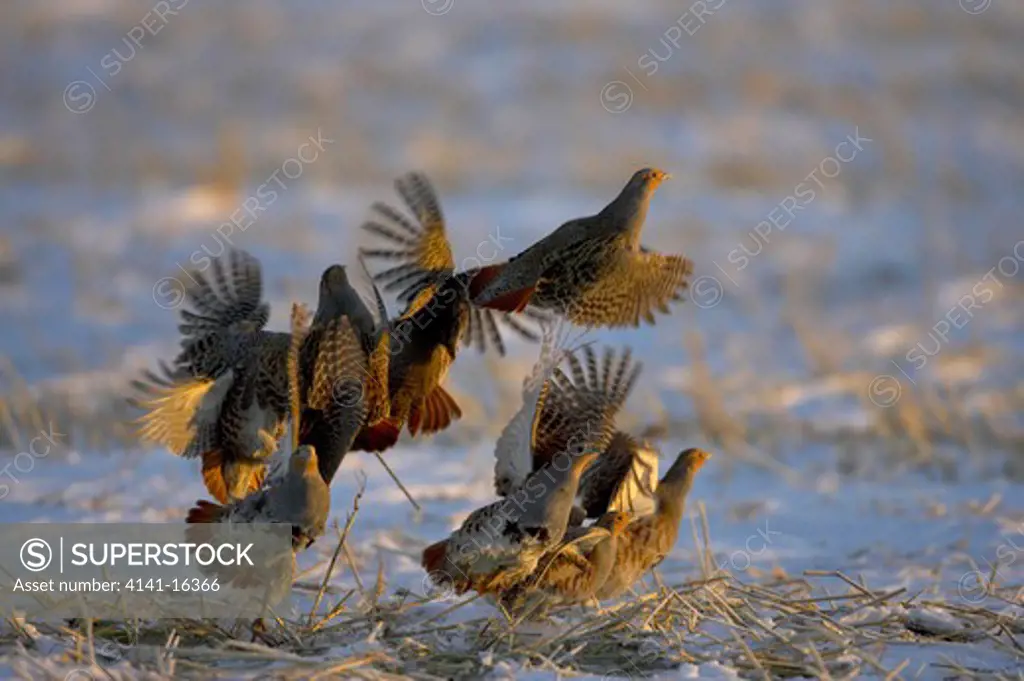 grey partridge flock taking off perdix perdix from snowy cropfield, january, liminka, finland 