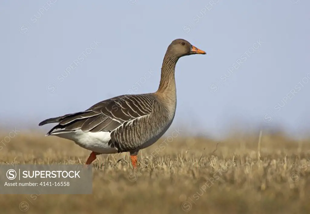 taiga bean geese anser fabalis fabalis liminka, finland