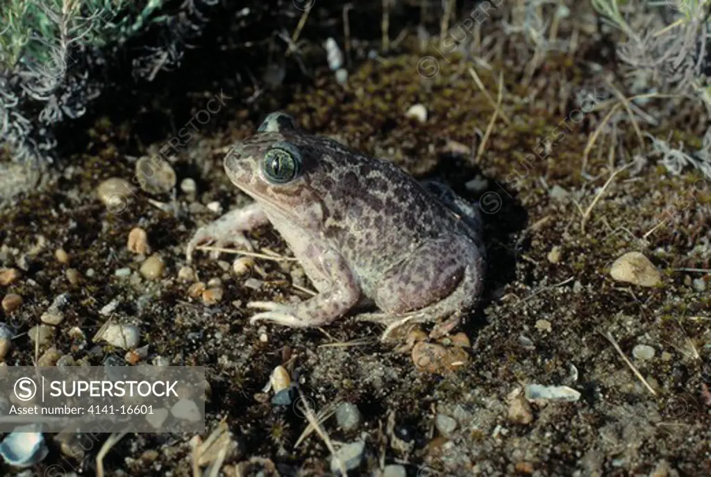 southern spadefoot toad pelobates cultripes mottled variety, france