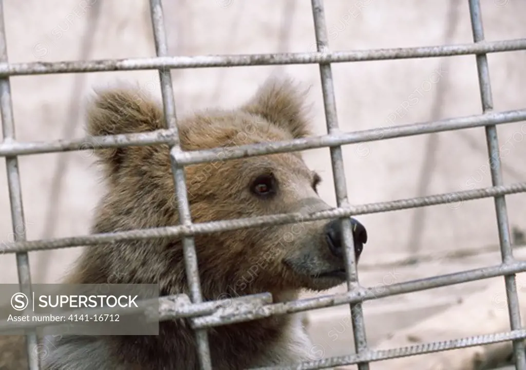 tien-shan brown bear in cage ursus arctos isabellinus karakol zoo, kyrgyzstan