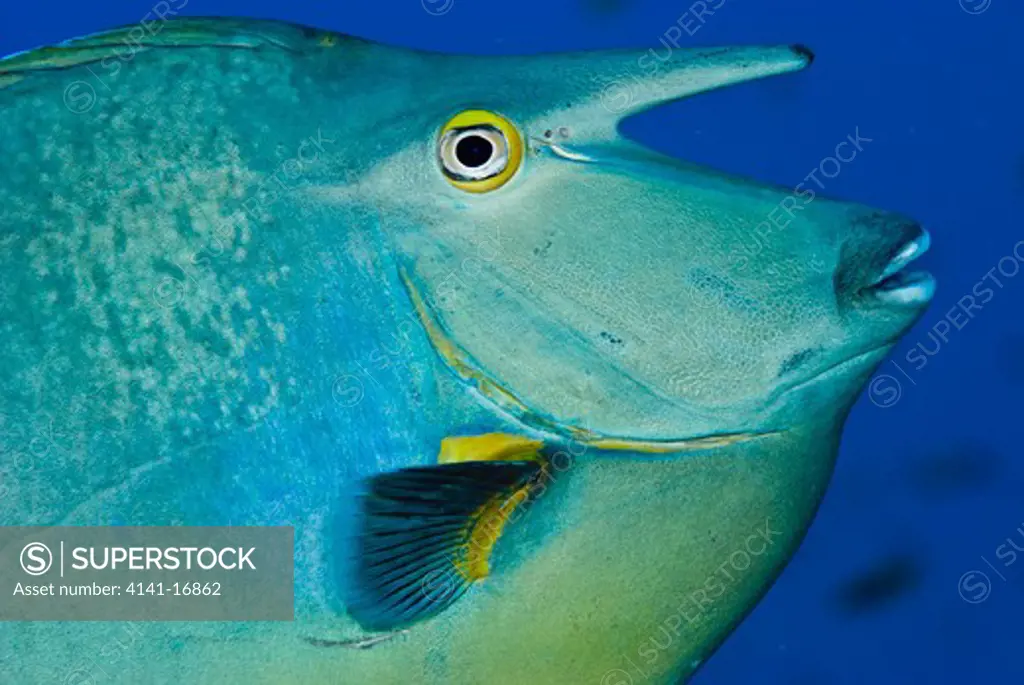 bluespine unicornfish naso unicornis red sea: egypt: ras mohammed, june