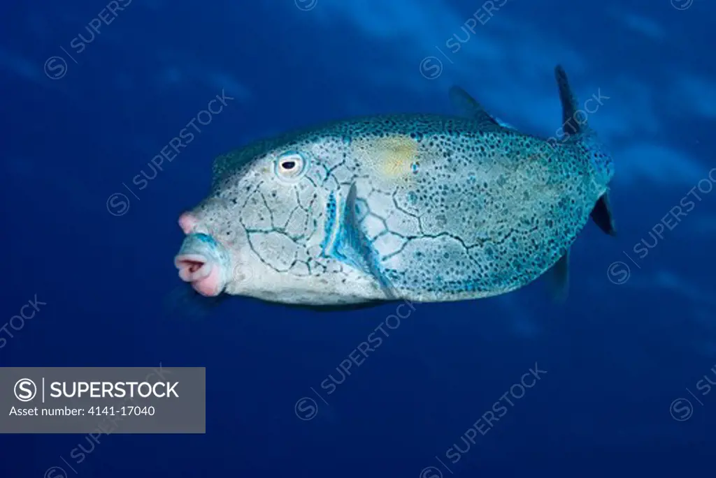 yellow boxfish (male) ostracion cubicus red sea: egypt: ras mohammed, june