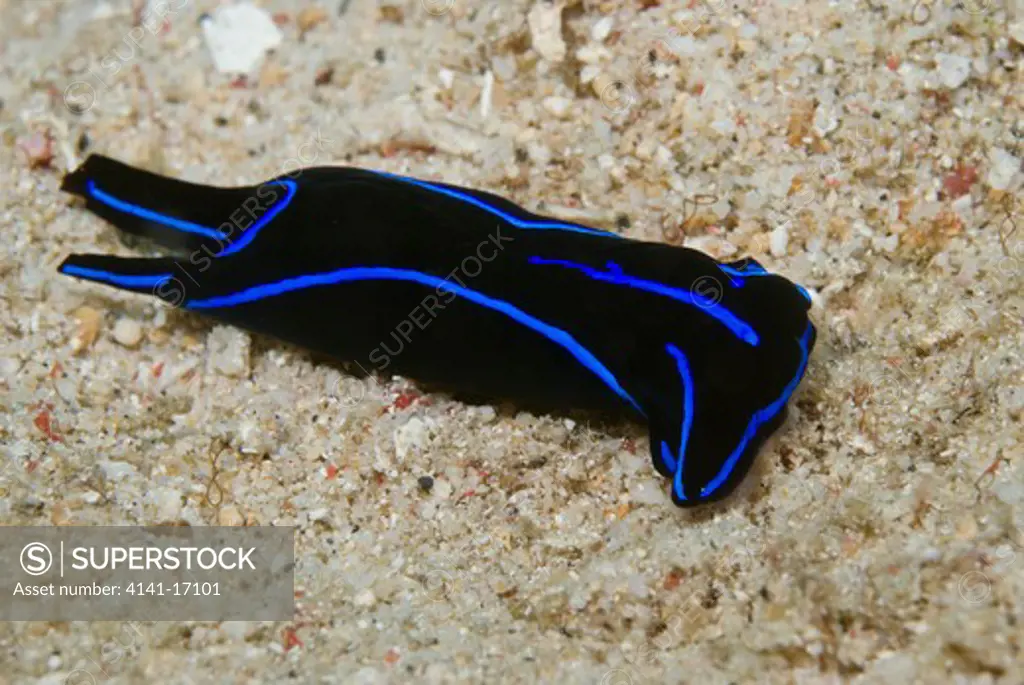 headshield slug chelidonura varians indonesia: north sulawesi: sempini (near pulisan) october