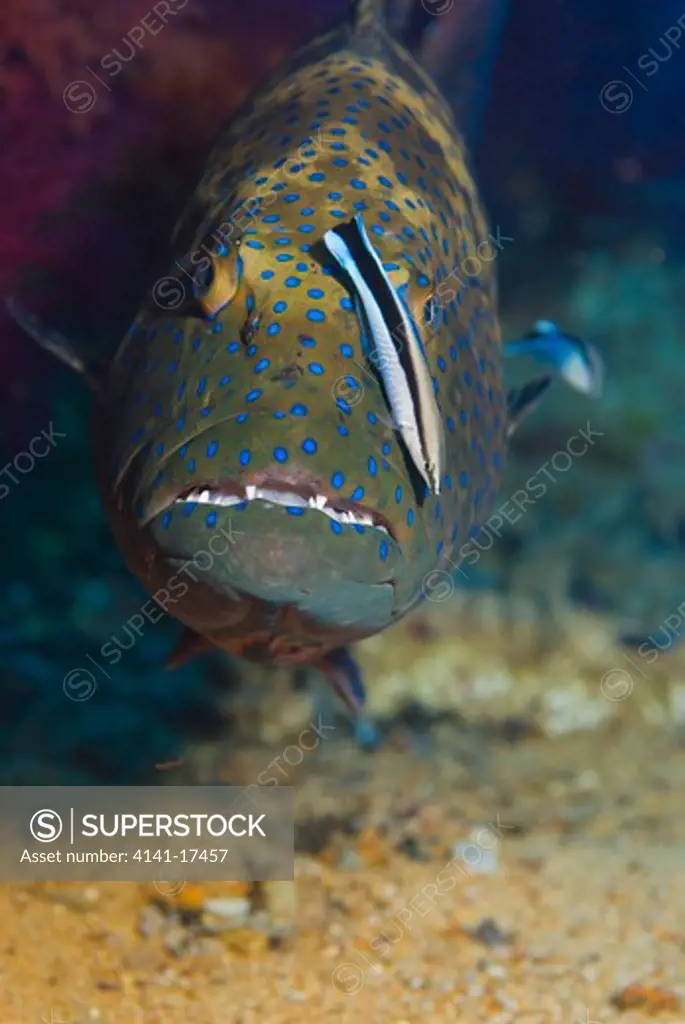 roving coralgrouper plectropomus pessuliferus marisrubri ras mohammed, red sea, egypt. 