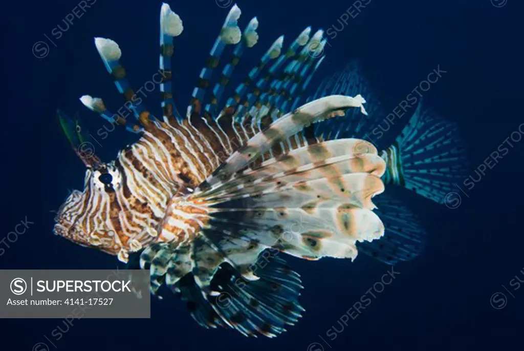 lionfish pterois miles red sea: israel: gulf of aqaba, eilat