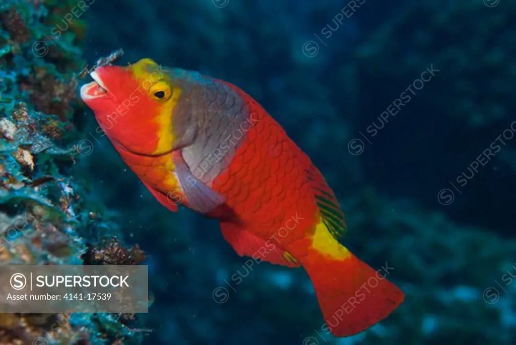 mediterranean parrotfish sparisoma cretense feeding on coral canary islands: el hierro, punta de la restinga marine reserve