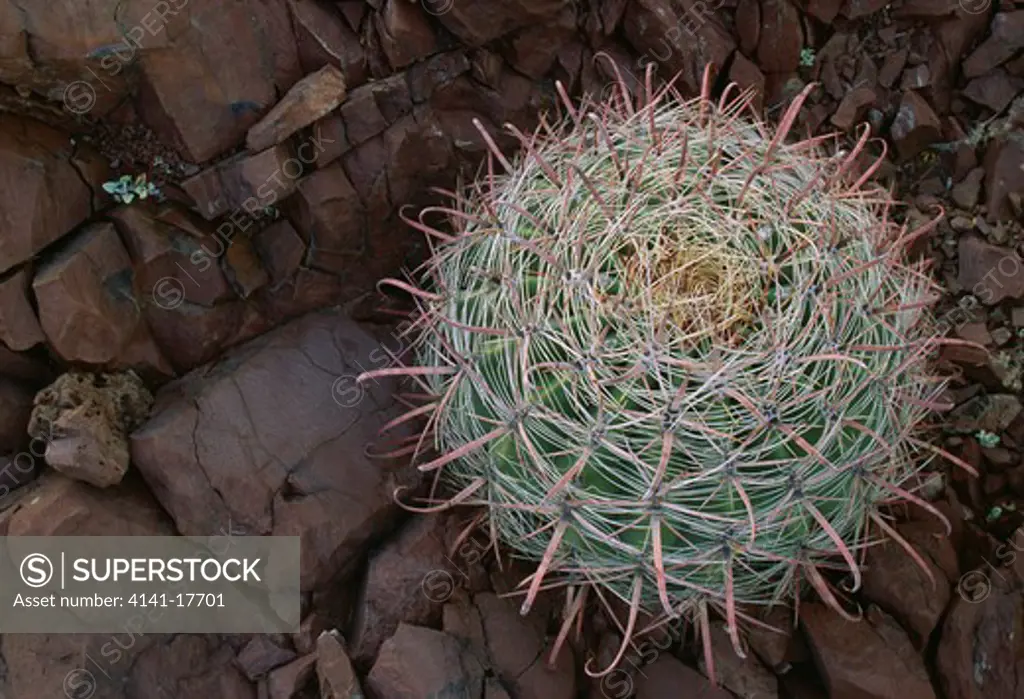 arizona barrel cactus ferocactus wislizenii on rocky terrain