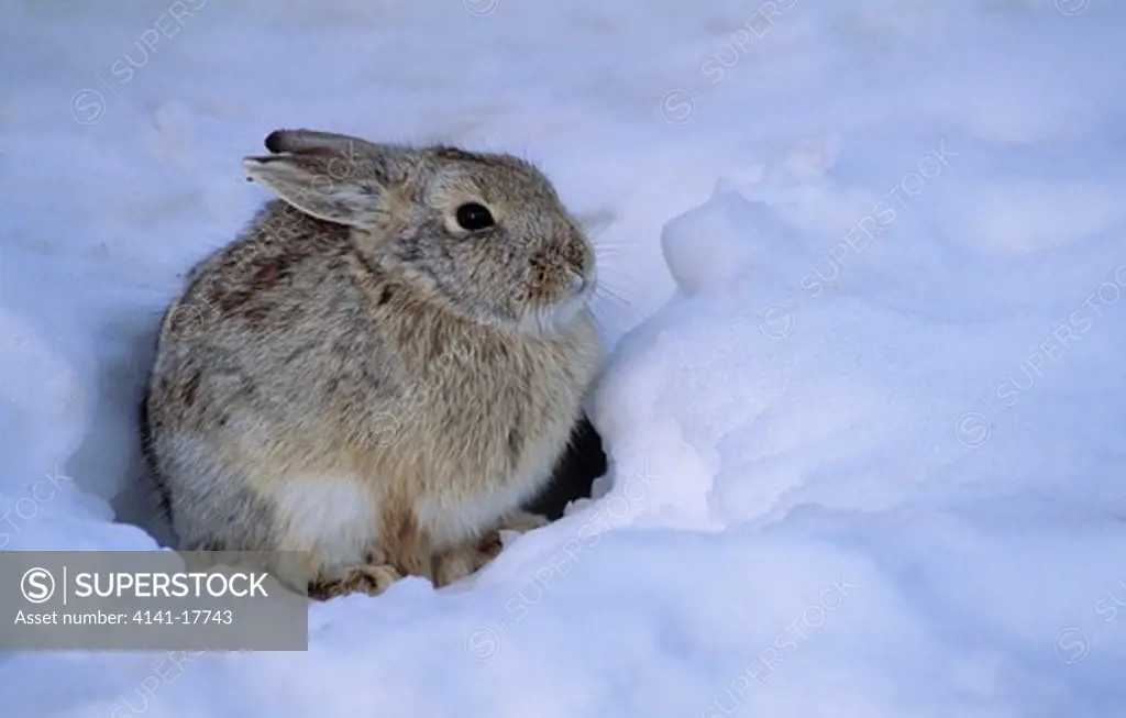 desert cottontail rabbit sylvilagus auduboni squatting in lying snow south dakota, usa