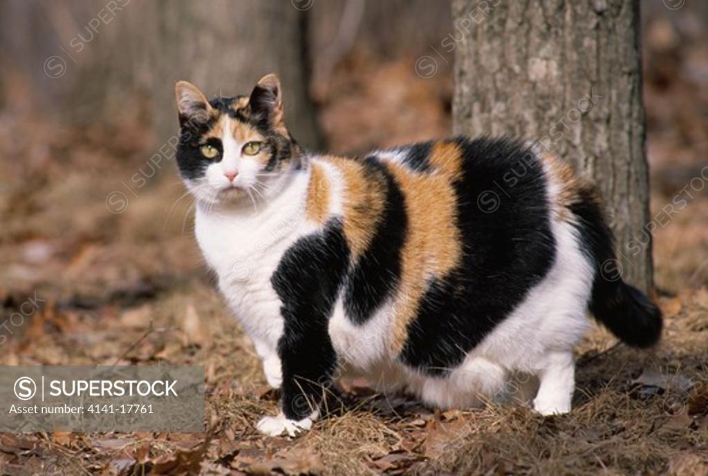 Fat calico sale cats