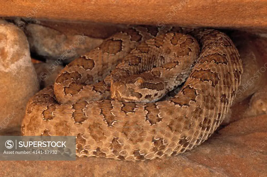 midget faded rattlesnake crotalus viridis concolor escalante national monument, utah, usa.