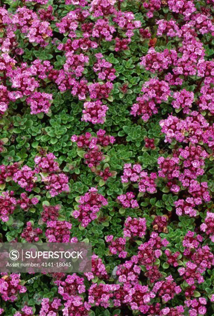 arctic thyme in flower thymus praecox subsp. arcticus by breidamerkurjokull glacier, south-eastern iceland