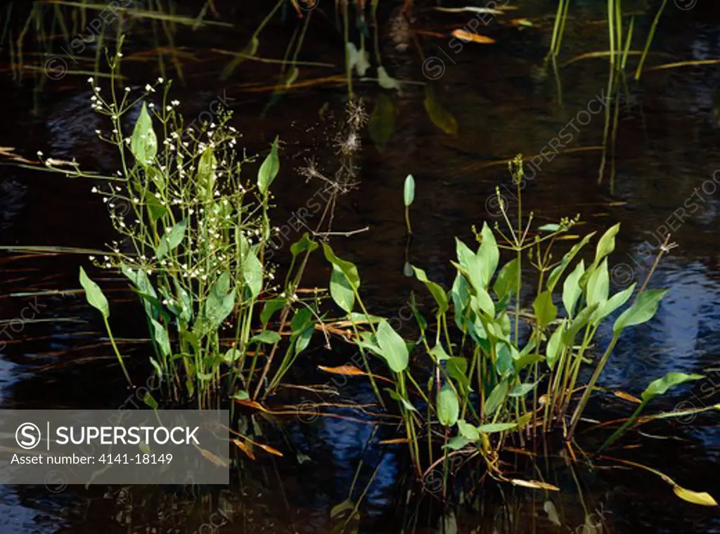 common water-plantain alisma plantago-aquatica two clumps one in flower