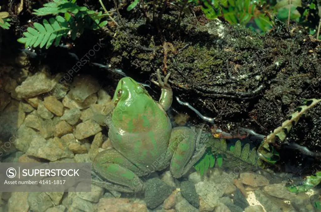 paradoxical frog pseudis paradoxa the paradox is that a huge tadpole changes into a tiny frog. 